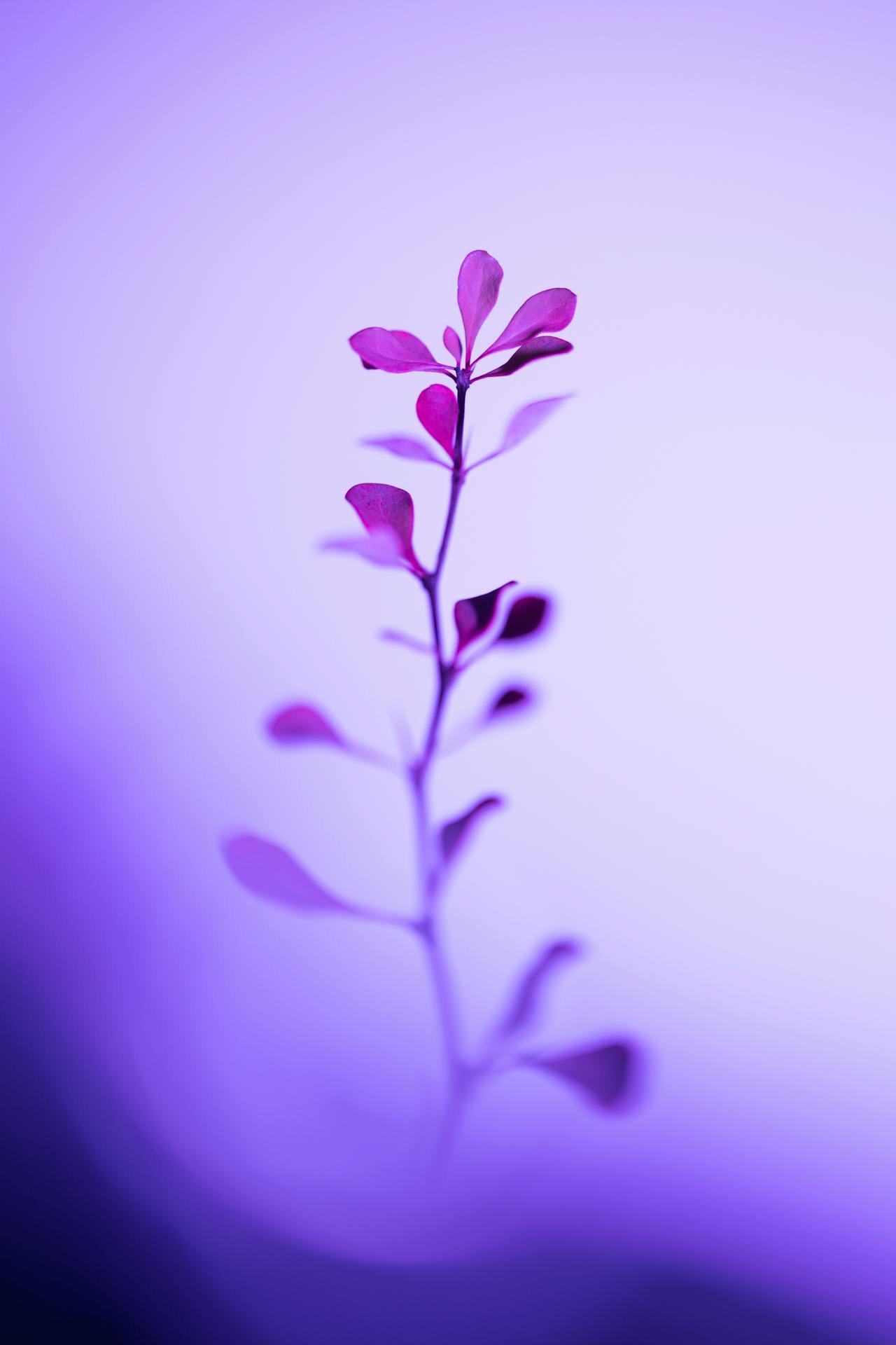 Purple plant