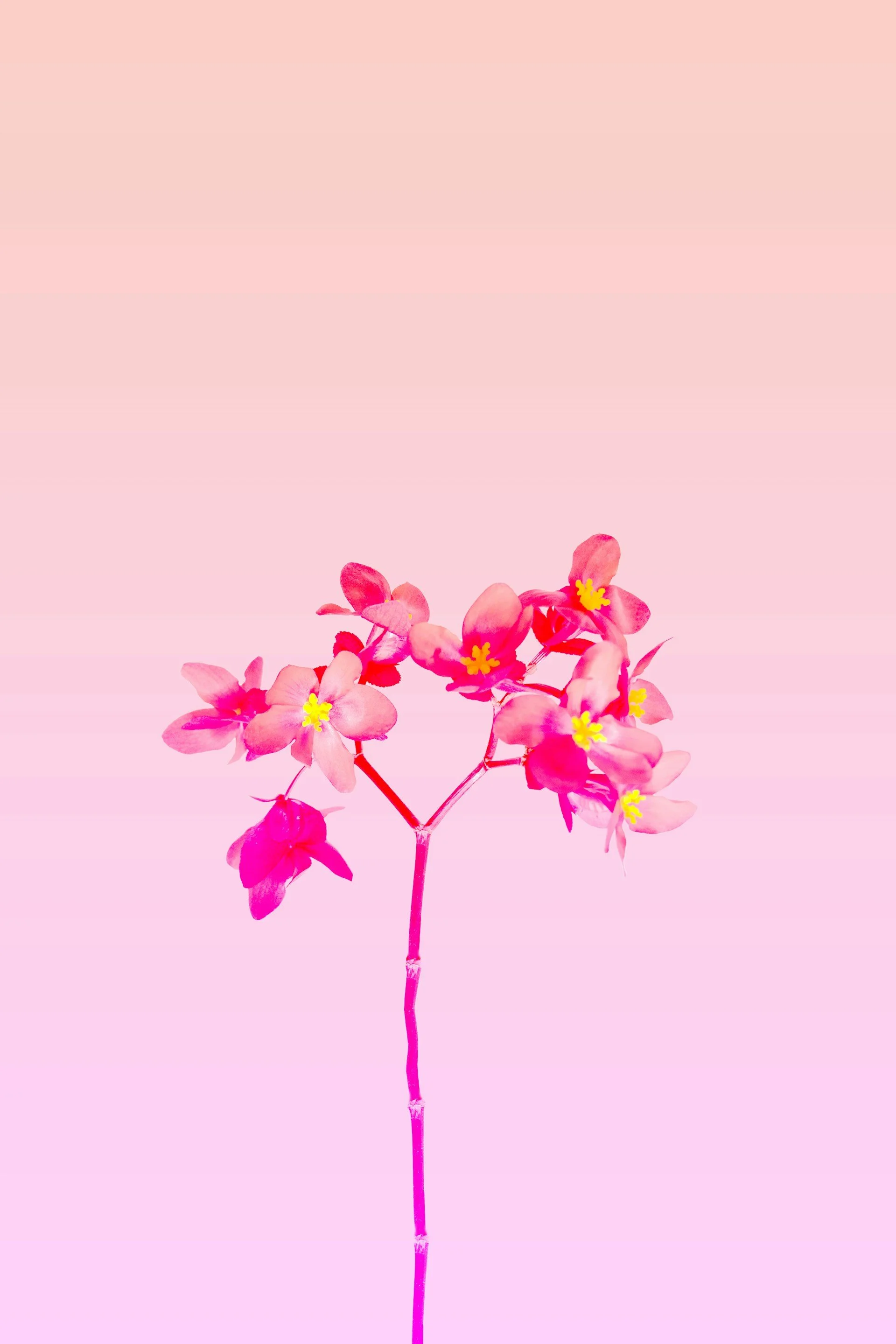 pink flowers