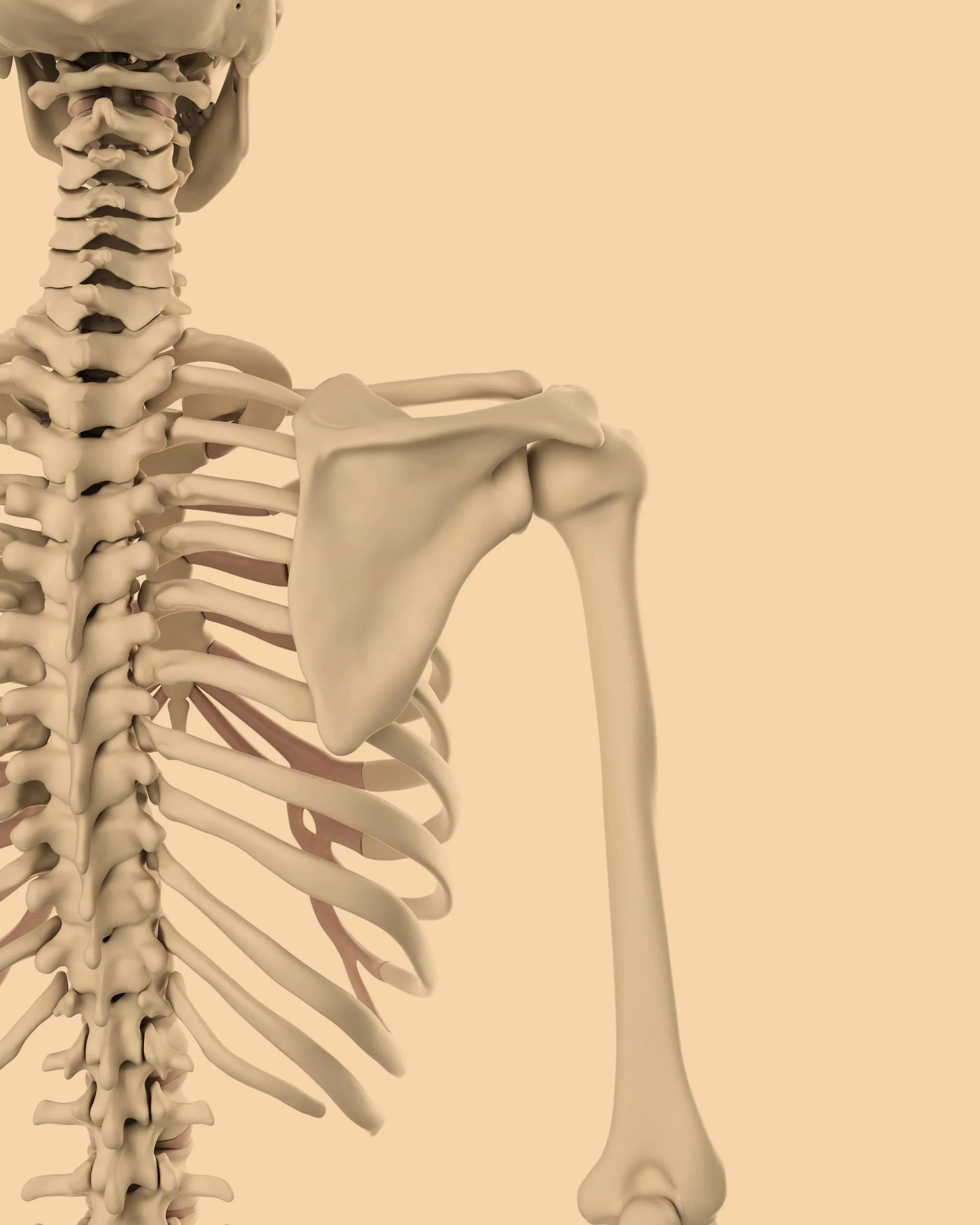 AMP: The Upper Body