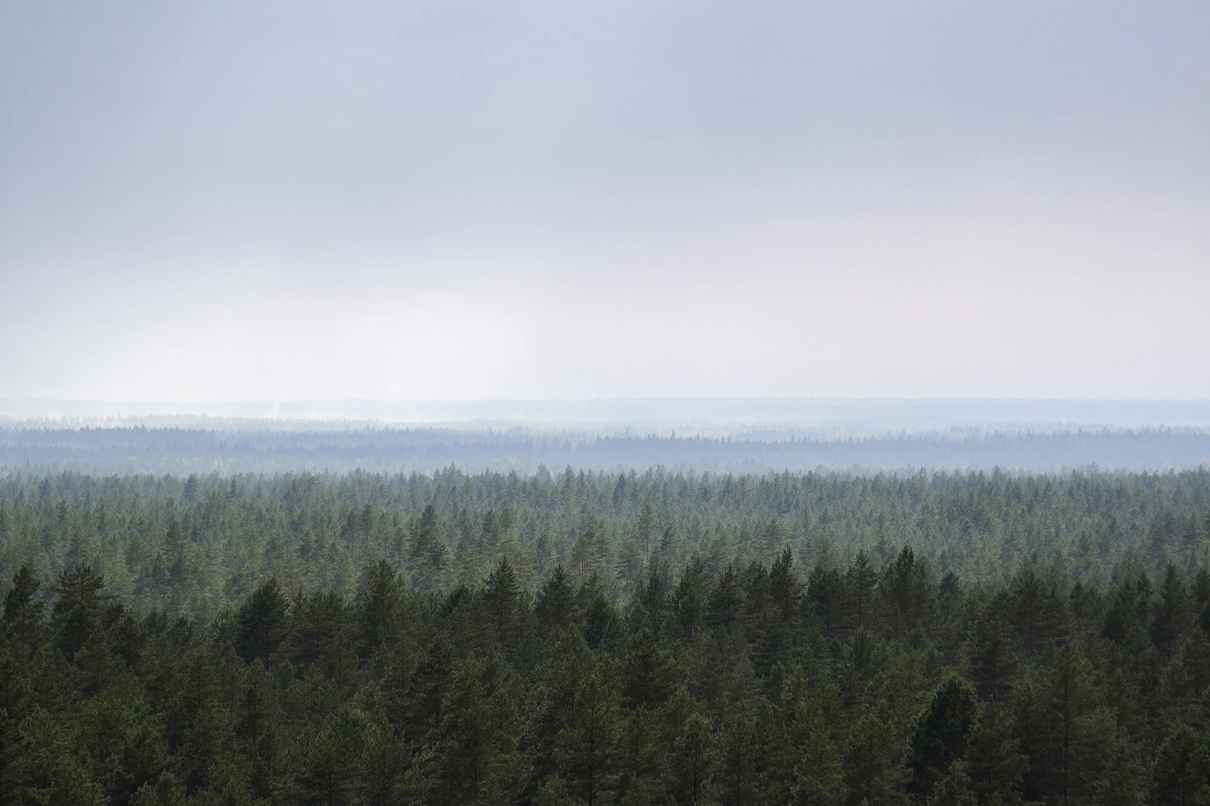 Forest scene