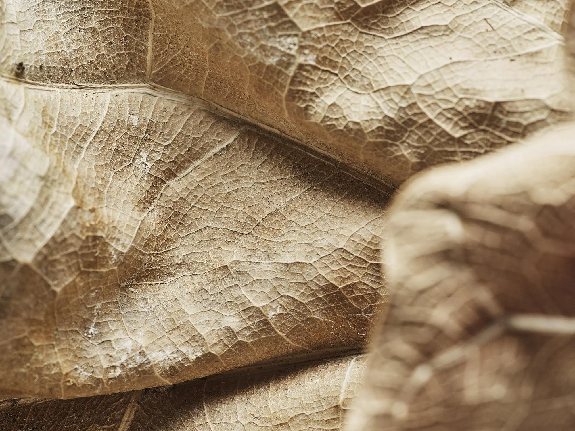 Detail picture of leafs