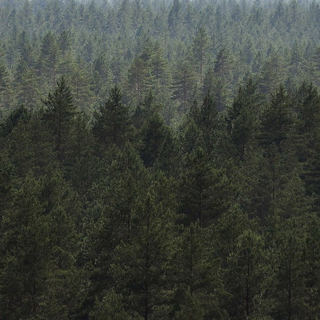 Forest scene
