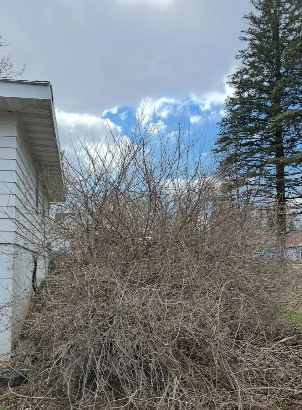 A large, leafless, tangled bush in front of a white house with siding. There is a tall tree on the right and a partly cloudy sky with some blue visible.