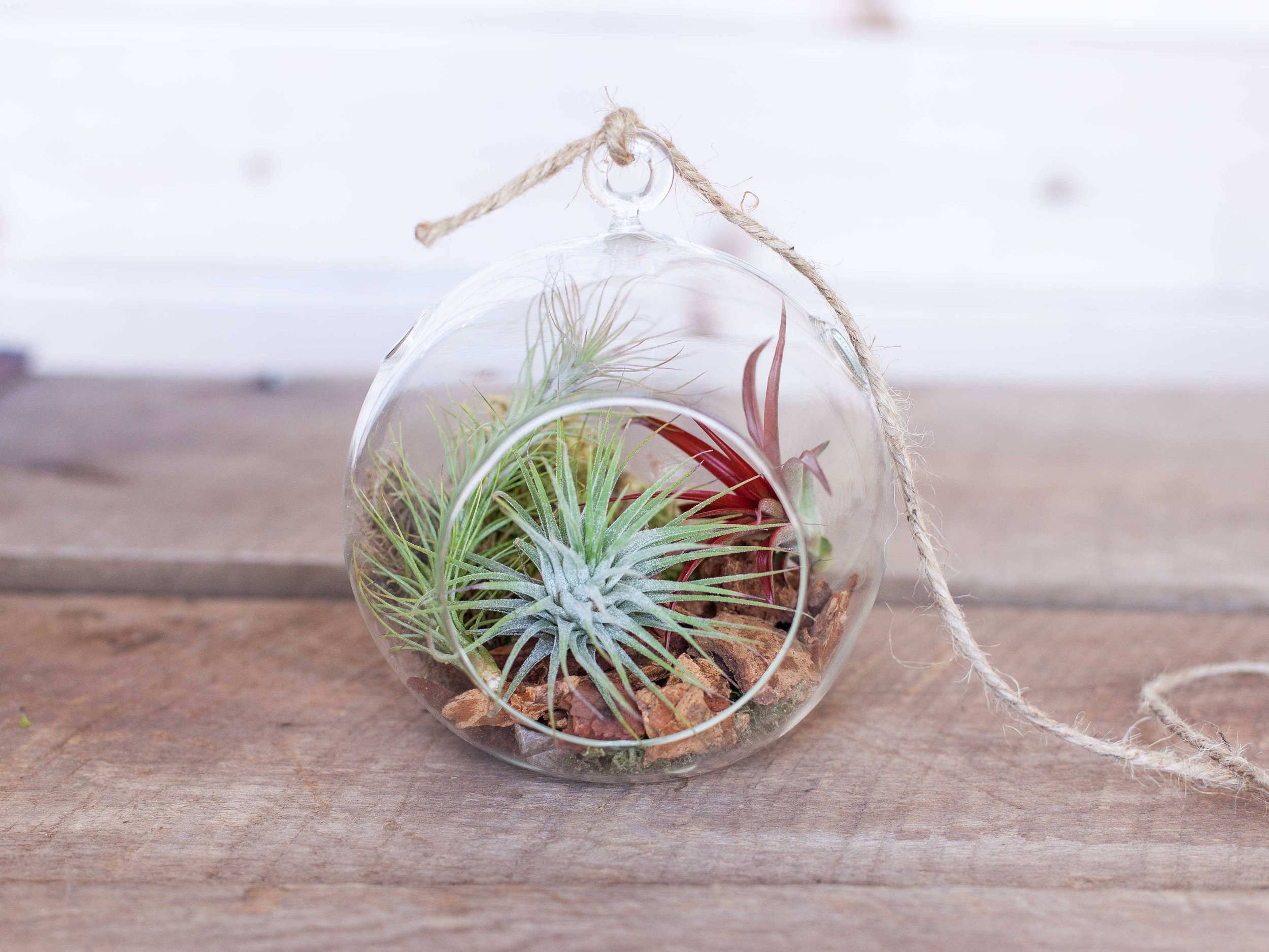 air plant terrarium 1.jpg