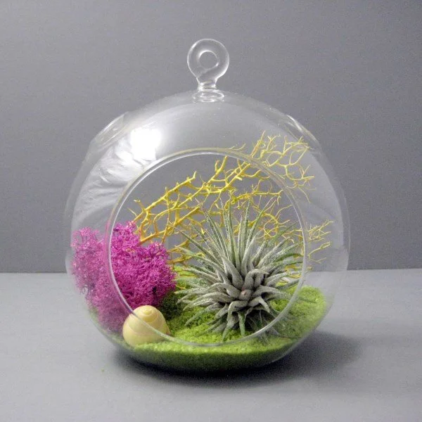air plant terrarium 2.jpg