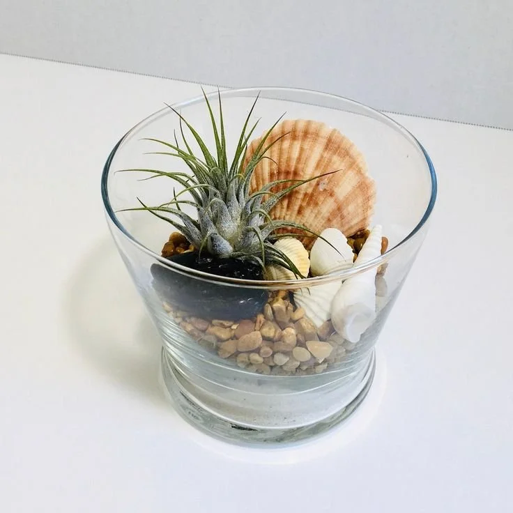 air plant terrarium 3.jpg