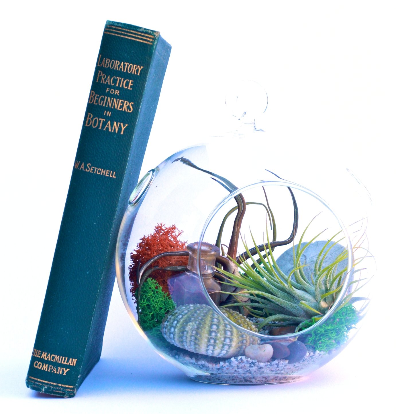 Air Plant Terrarium Orb smaller.jpg
