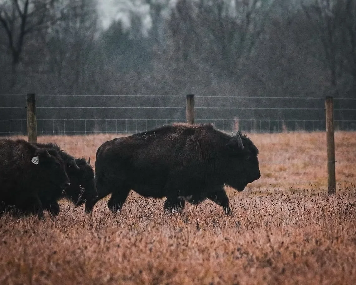 Bison at Silverlake Bison Farm