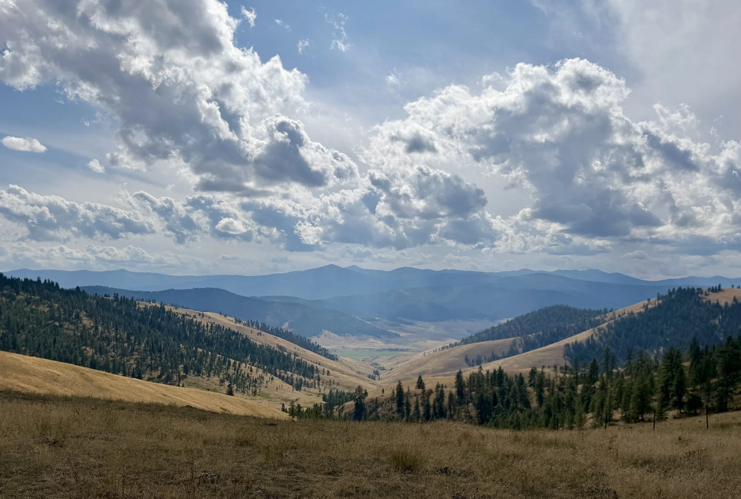 majestic Montana