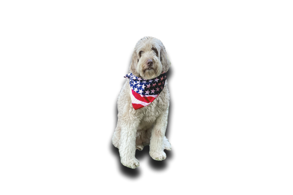 A fluffy beige dog wearing a bandana with an American flag pattern, sitting on a black background.