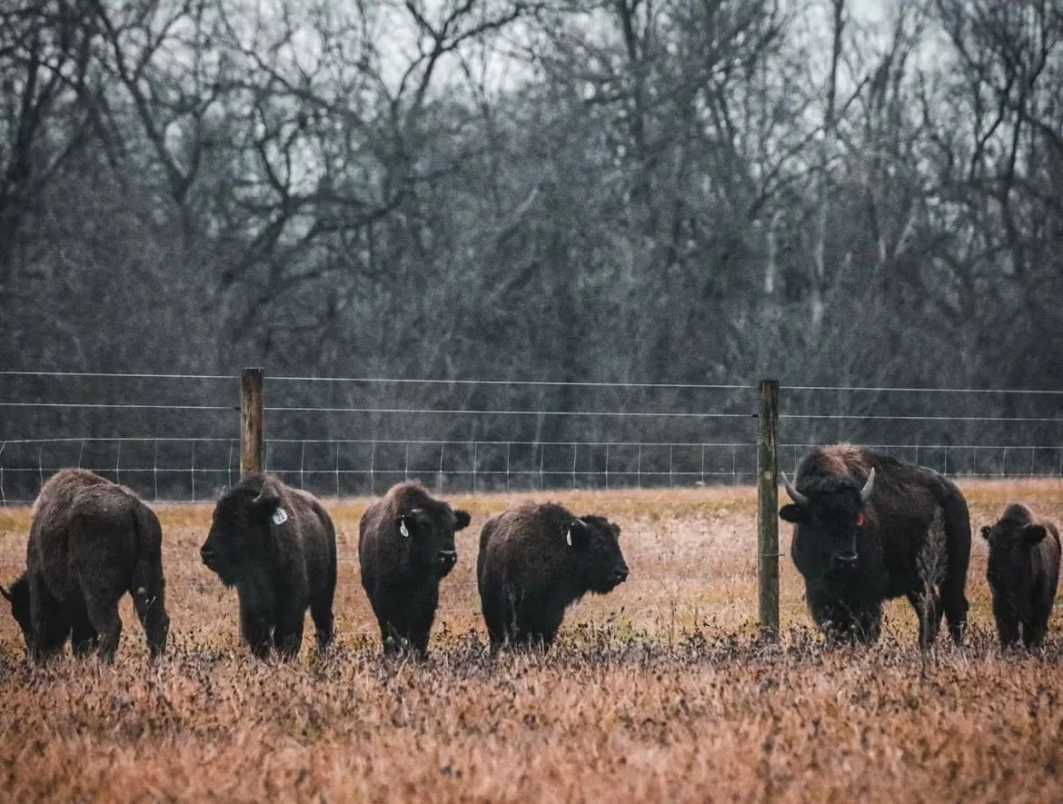 herd of bison at silverlake bison farm in ohio

