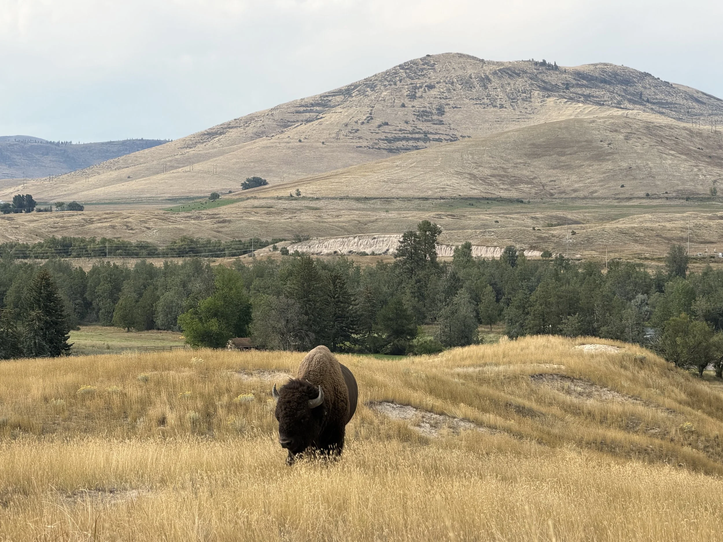 Bison roaming the Montana prairie