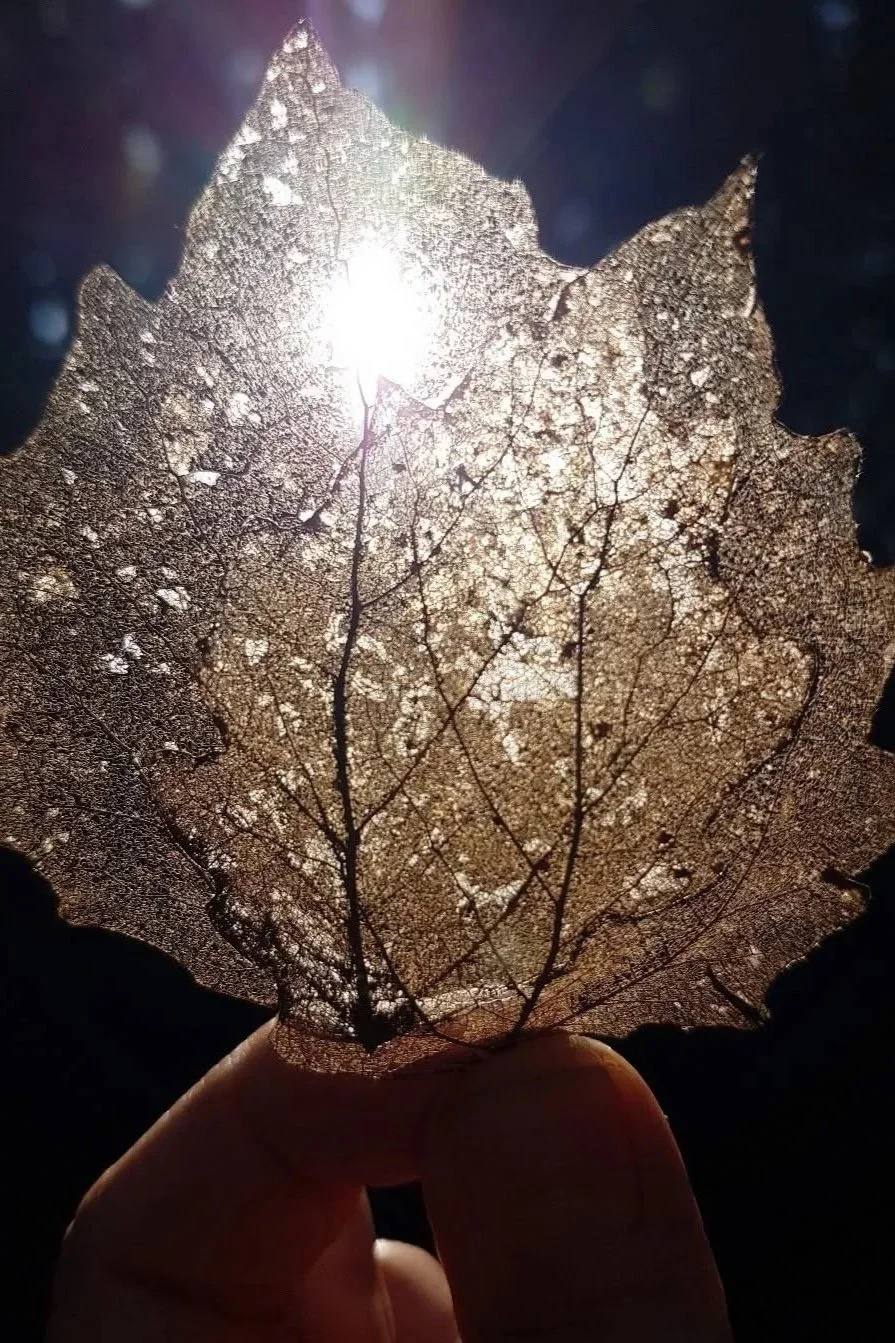 A person holds a dry, leaf with visible veins up to the sun, creating a transparent effect with sunlight shining through it.