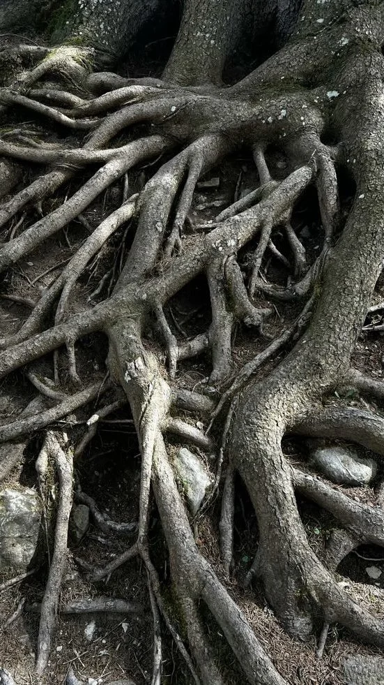 Grey tree roots intertwined and spreading over sun dappled ground.