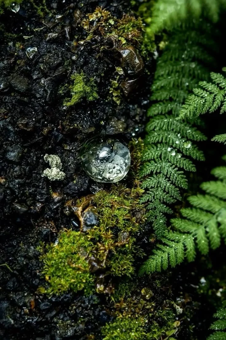 Close-up of moss, ferns, and water droplets on wet dark soil or rock surface in a forest.
