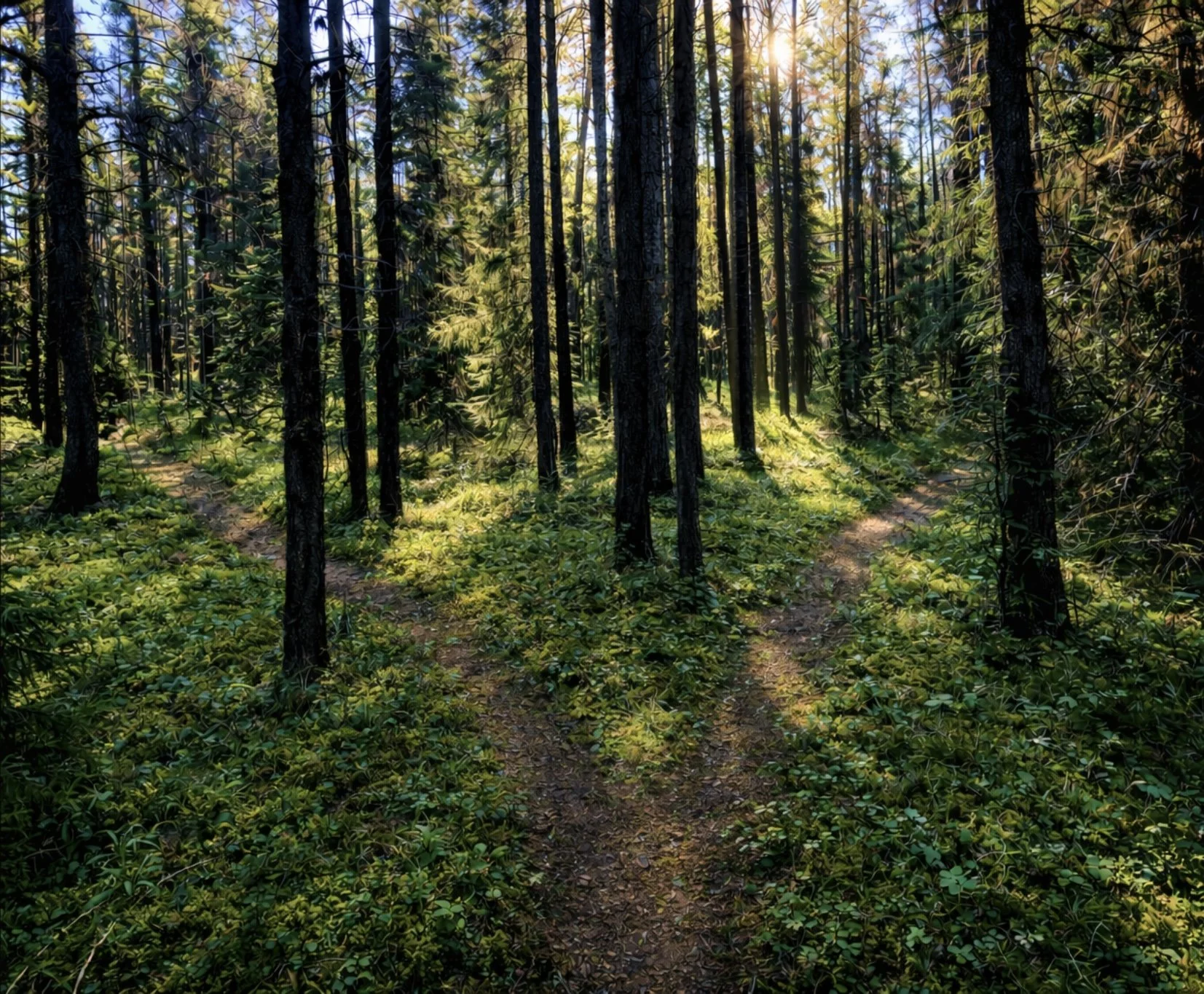 Sunlight shining through tall trees in into a forest with a dirt path and green ground cover. This photo was taken by Irma Schuur in Grand Cache, Alberts.