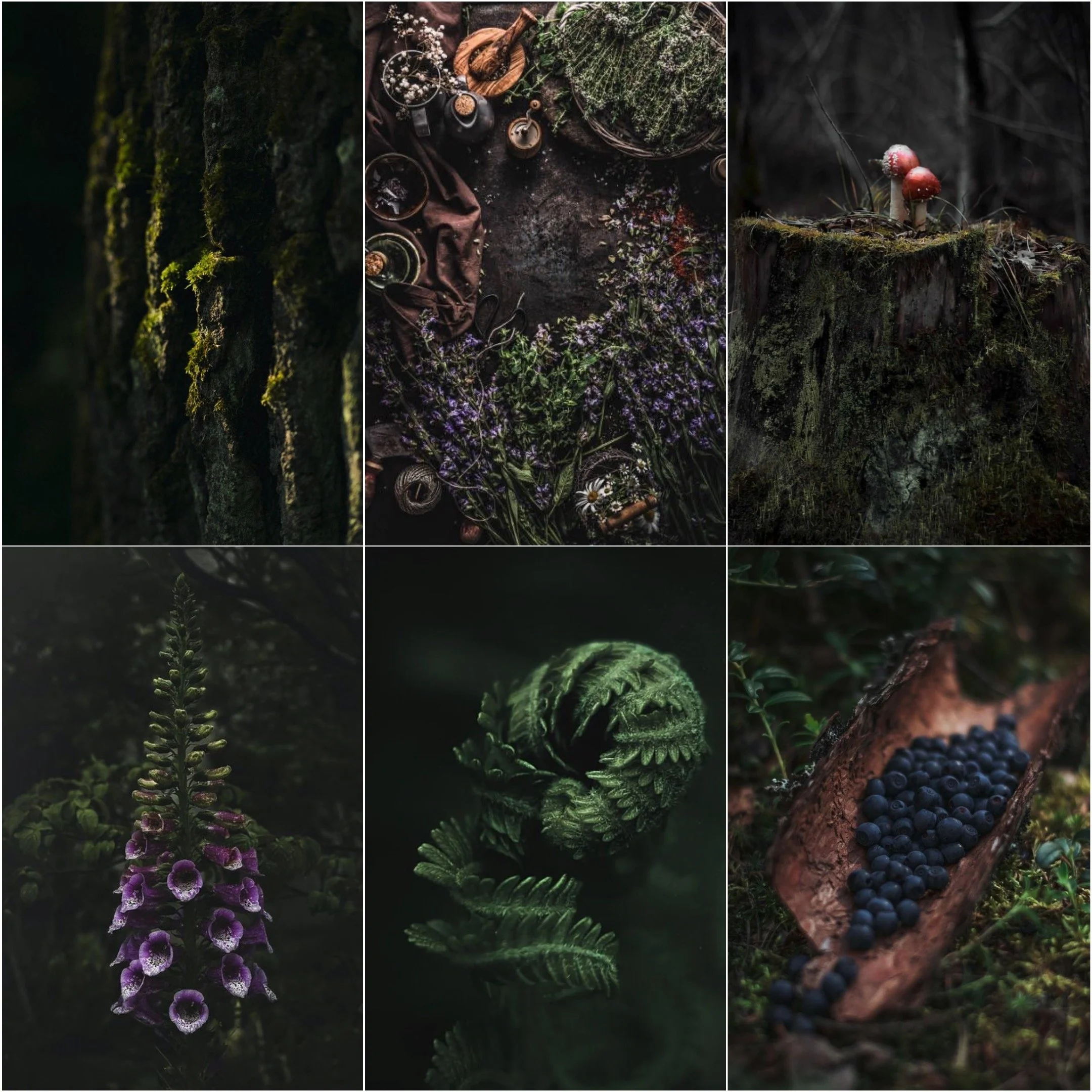 A collage of forest scenes featuring moss-covered tree trunks, wildflowers, wild mushrooms, blueberries, and a rustic wooden table with bottles, jars, and herbs.