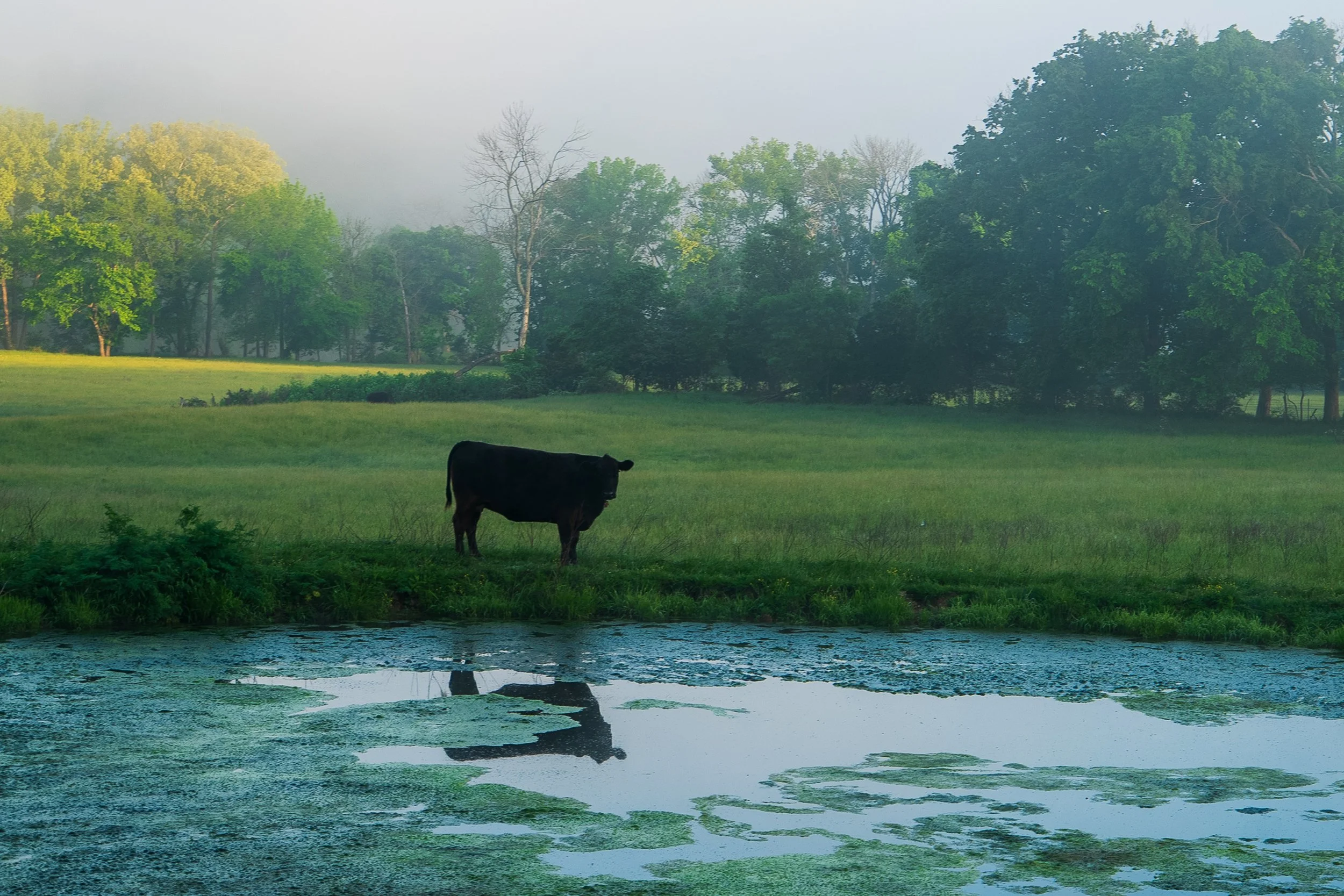 A cow greets the day by a roadside pond | North County