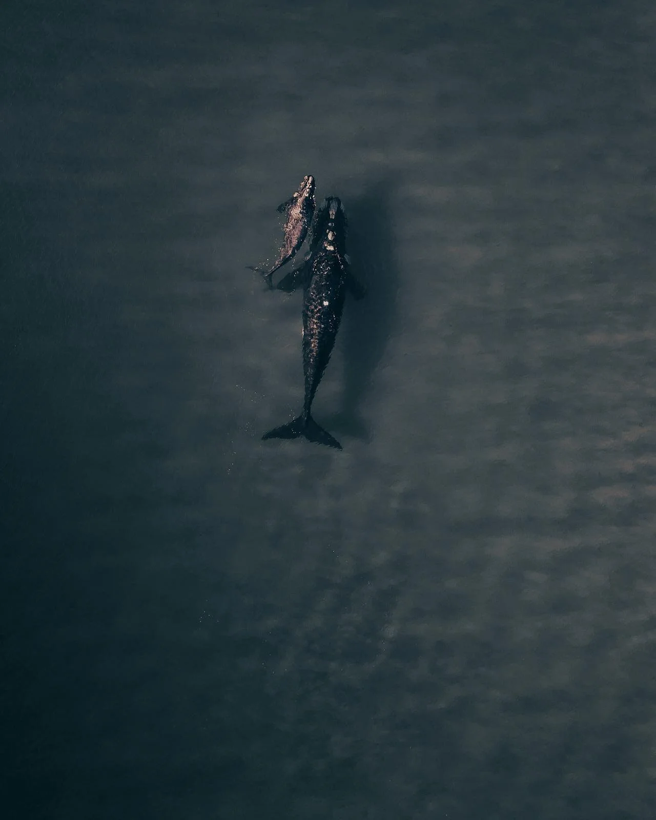 Photo Blog Post Template