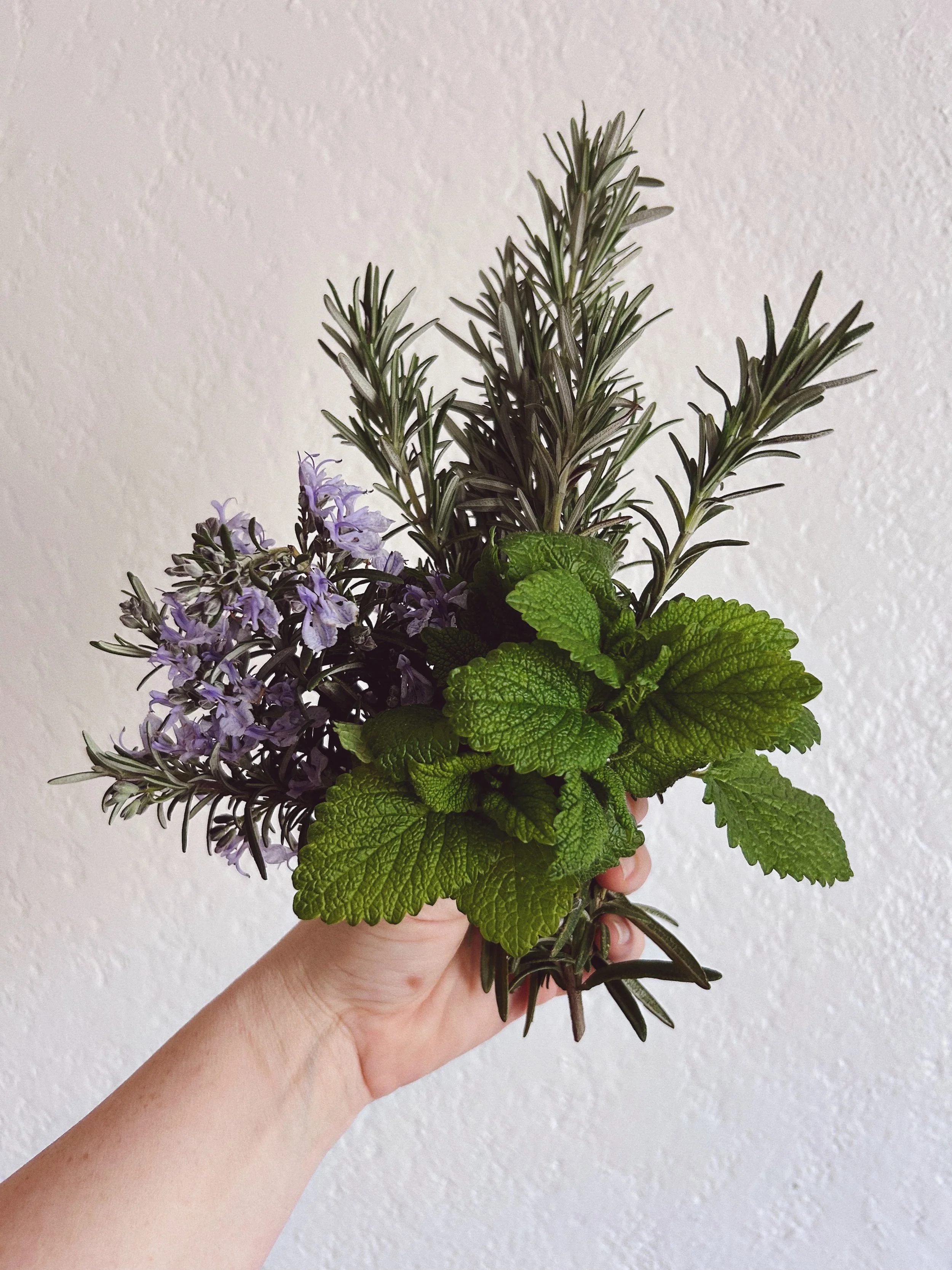Drying Herbs