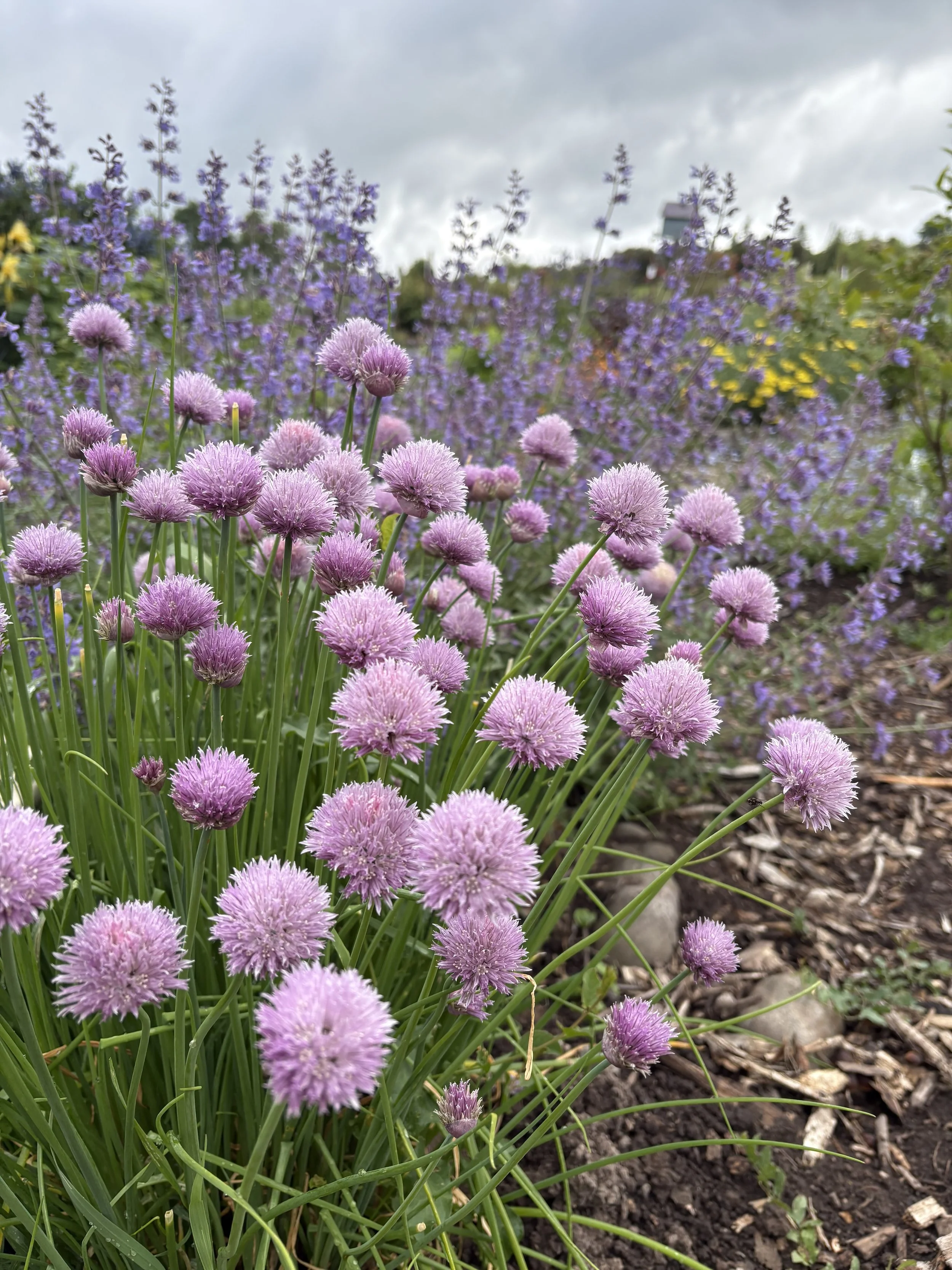 Chive Blossoms Are Popping Off: 5 Ways to Use One of Spring’s Best Edible Flowers