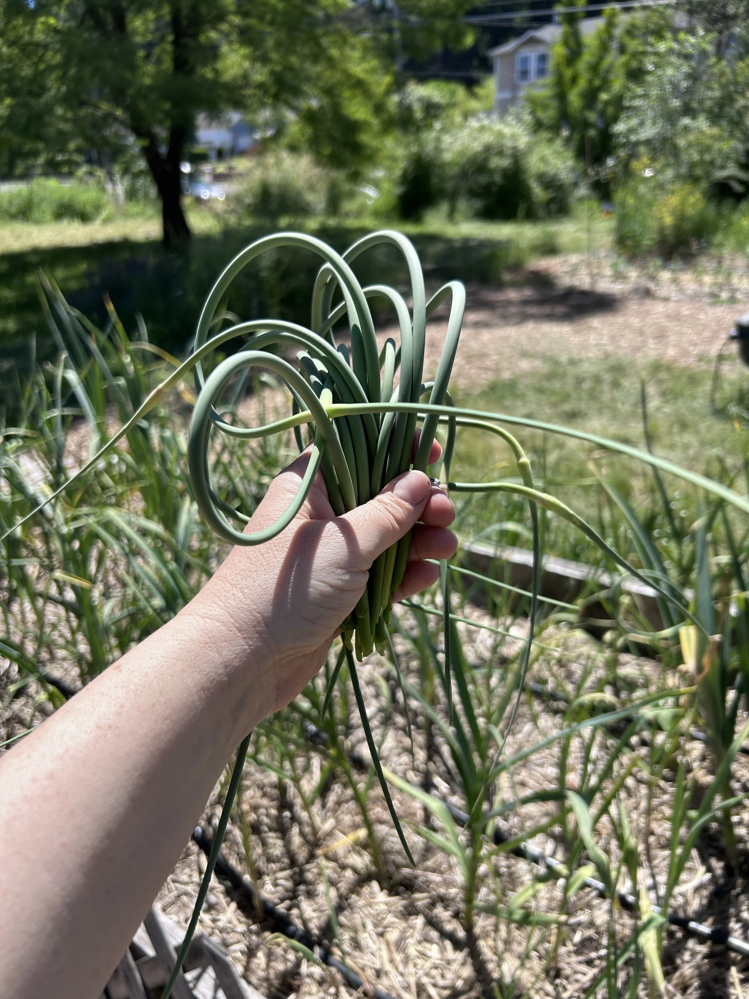 Garlic Scapes: One of Late Spring’s Best Seasonal Treasures