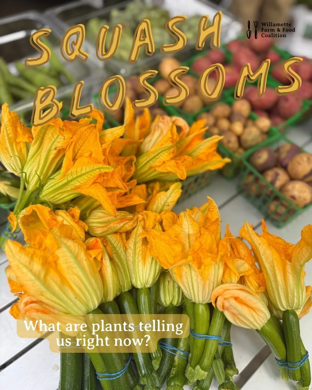 The Language of Summer: Squash Blossoms Are Speaking