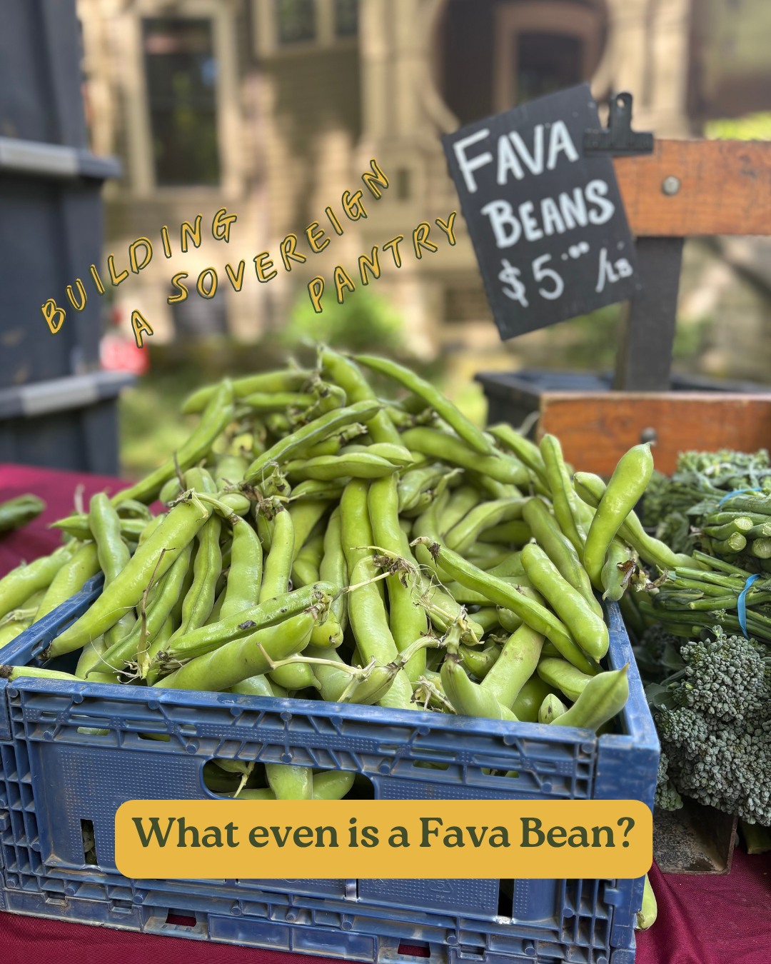 Fava Beans: Oregon's Most Underrated Late Spring Crop