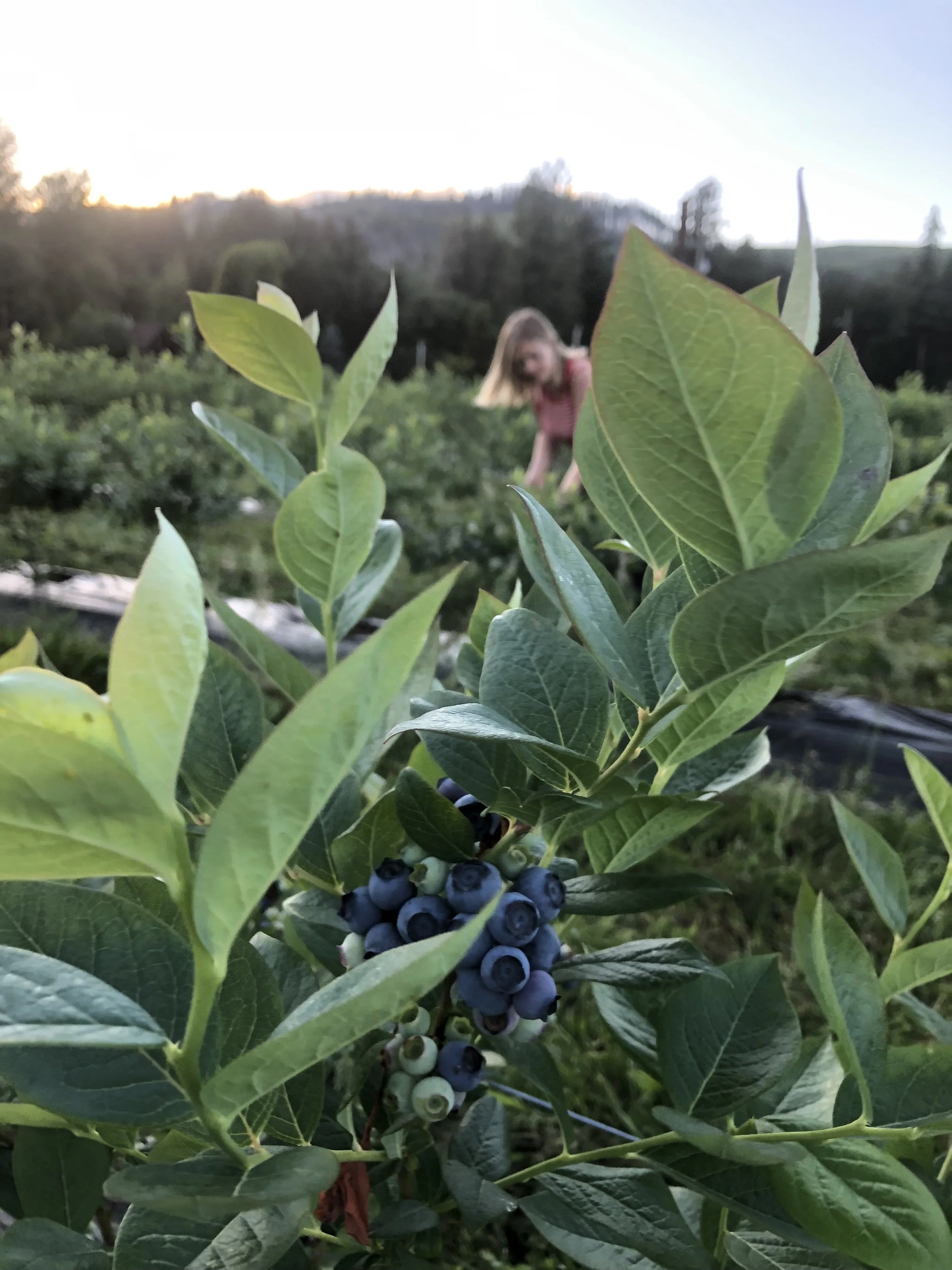 Meet the Farmer: Upriver Organics