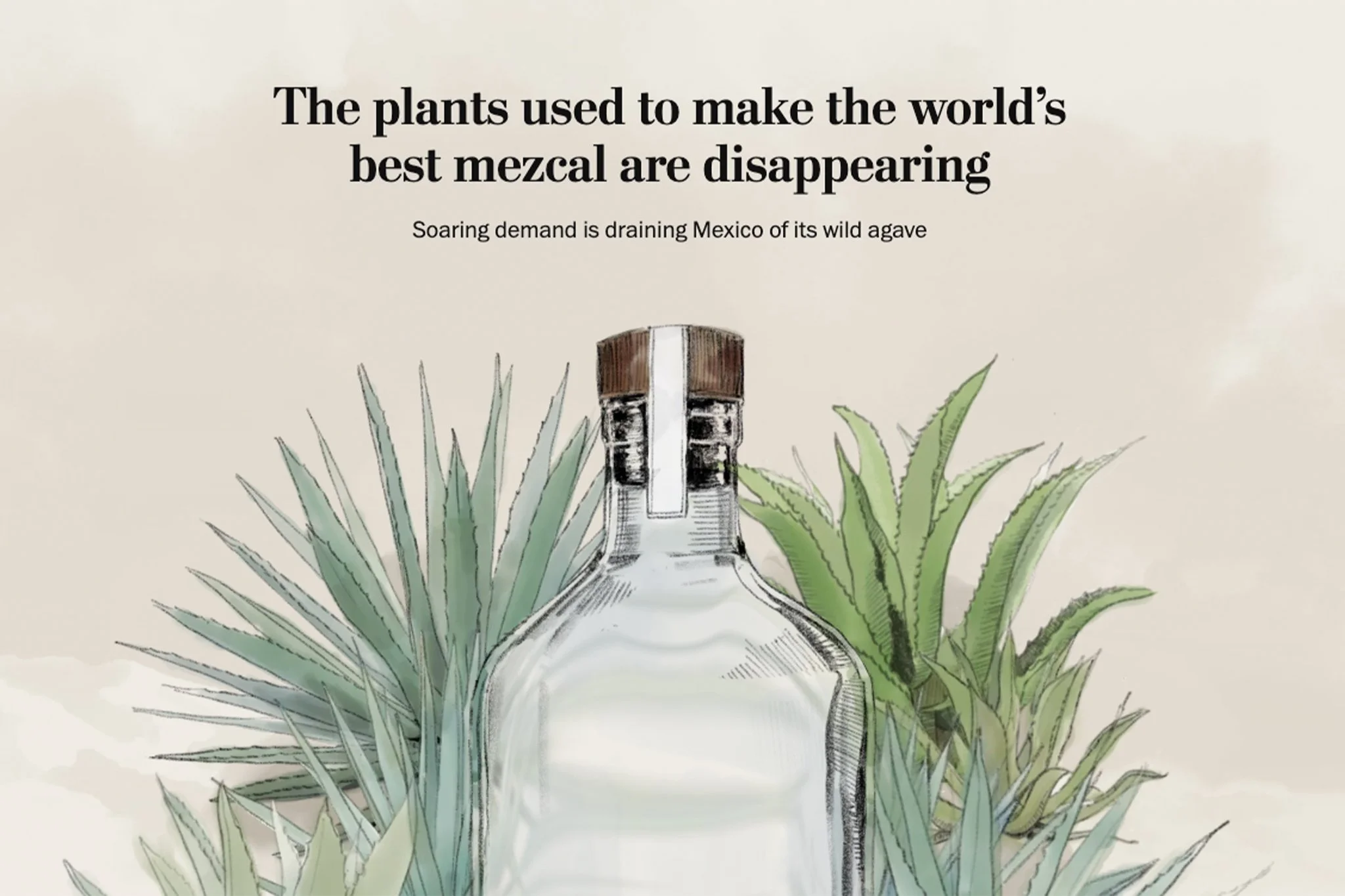 carousel-editing_0000_screenshot-mezcal.jpg