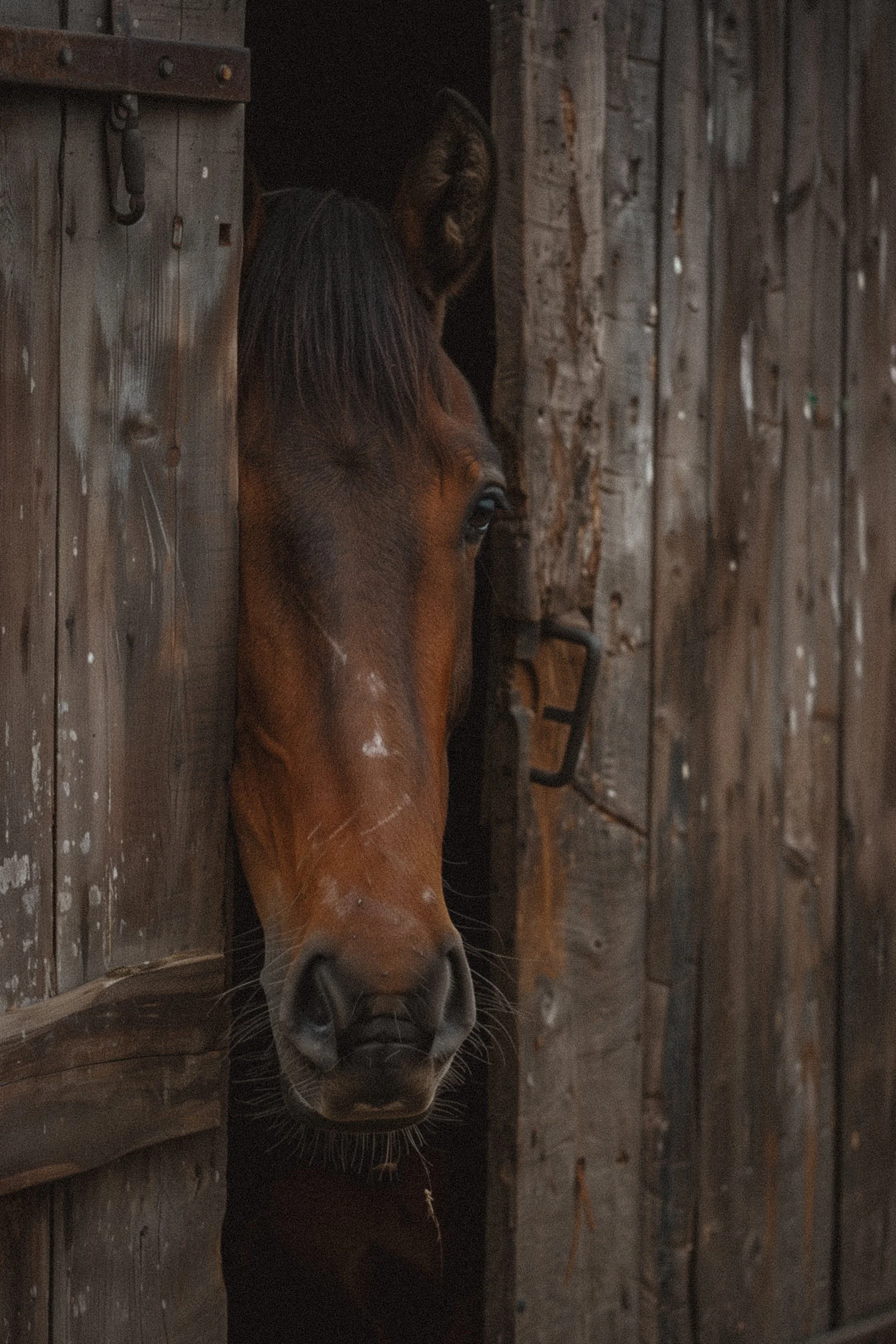 A brown horse looking out from a wooden stable door.