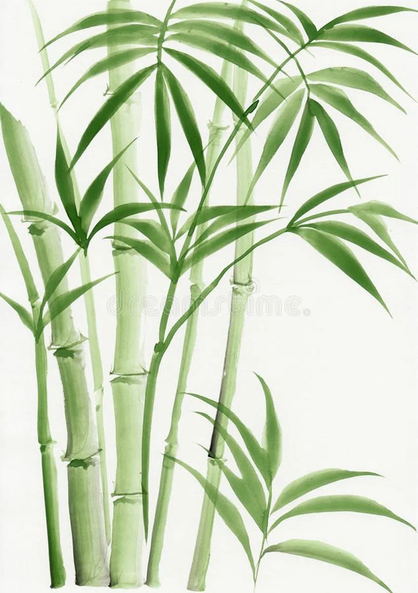 Bamboo