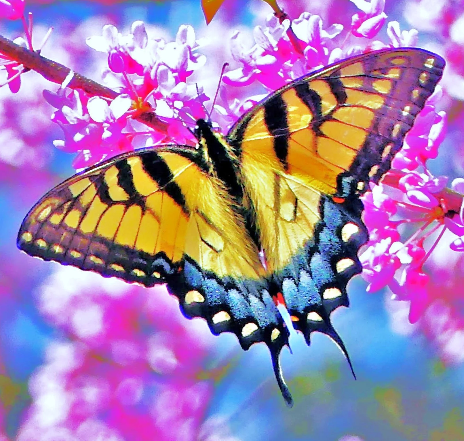 Butterfly (Choho)