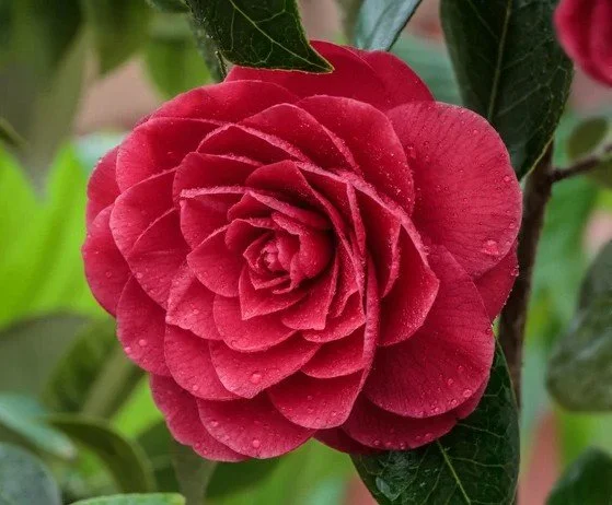 Camellia (tsu baki)