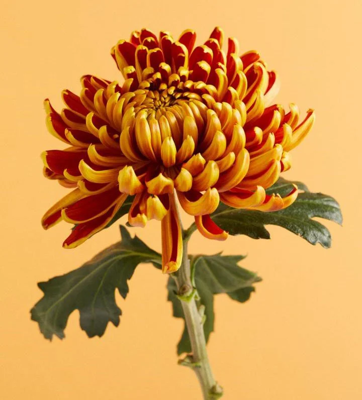 Chrysanthemum (Kiku)