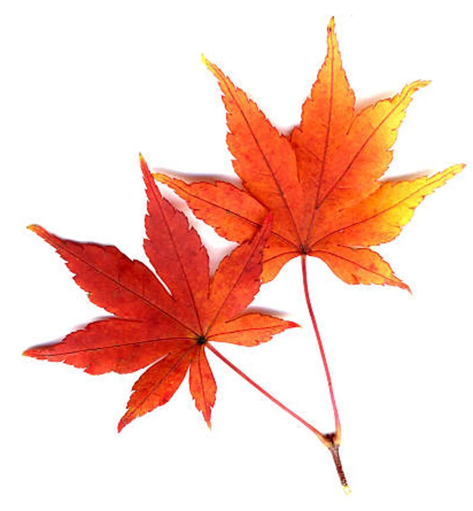 Maple Leaves (Momji)