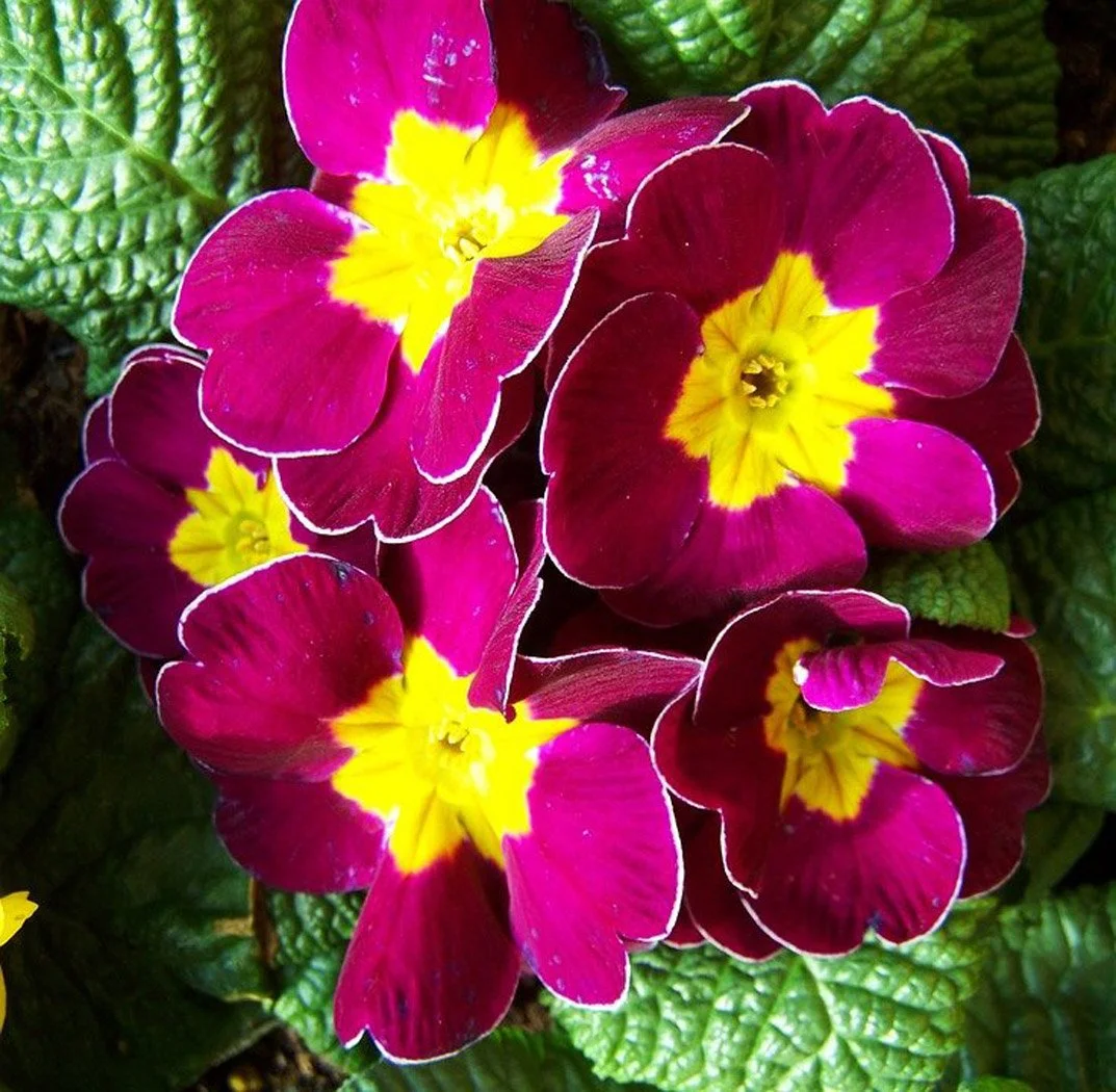 Primrose