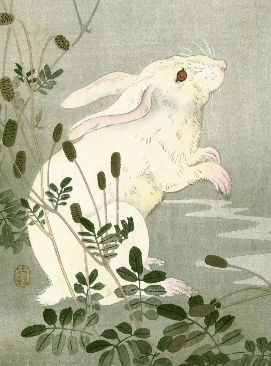 Rabbit (Usagi)
