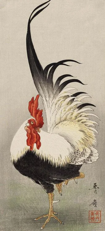Rooster (Niwatori)