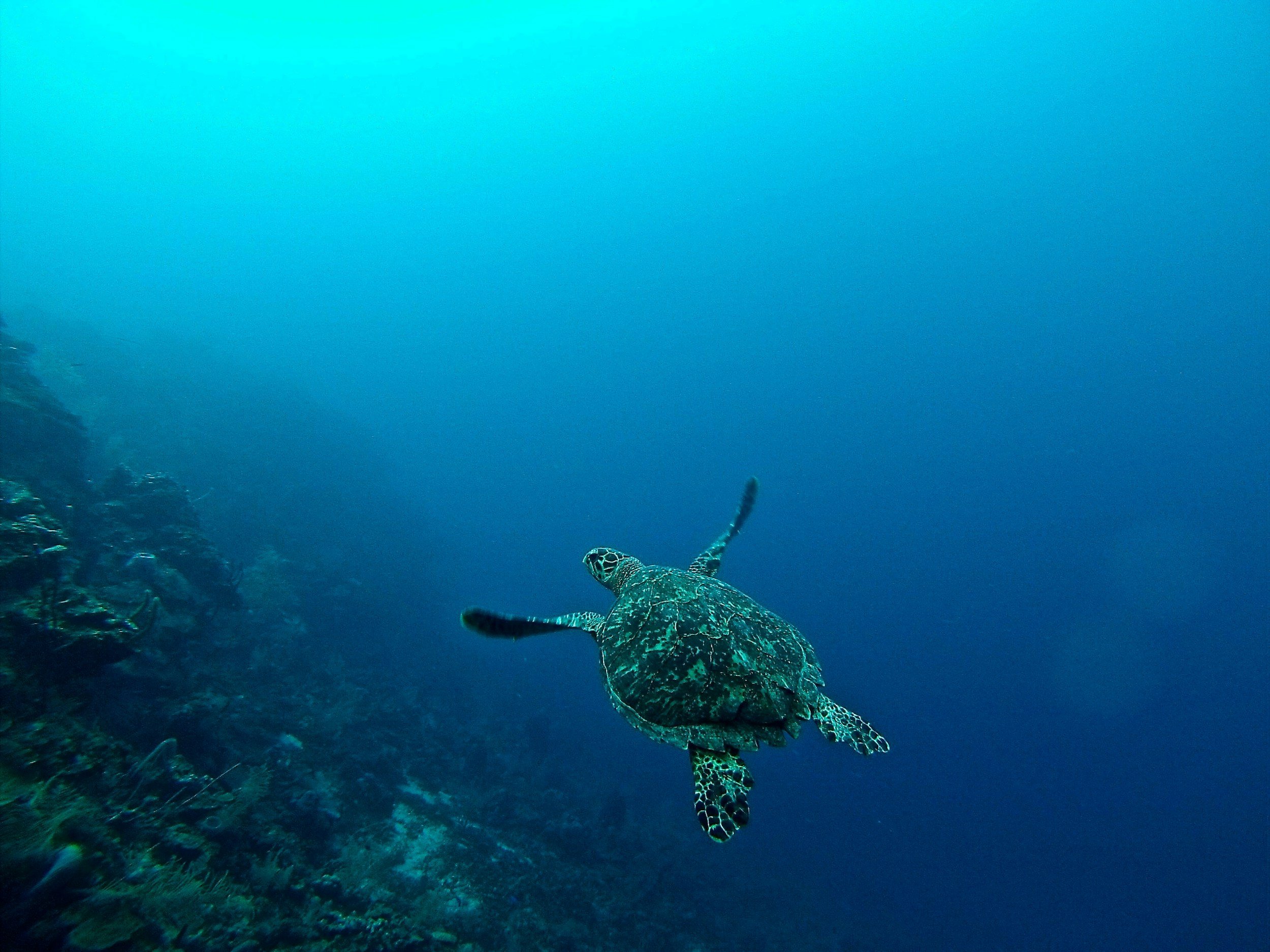 A sea turtle swimming underwater near a coral reef.