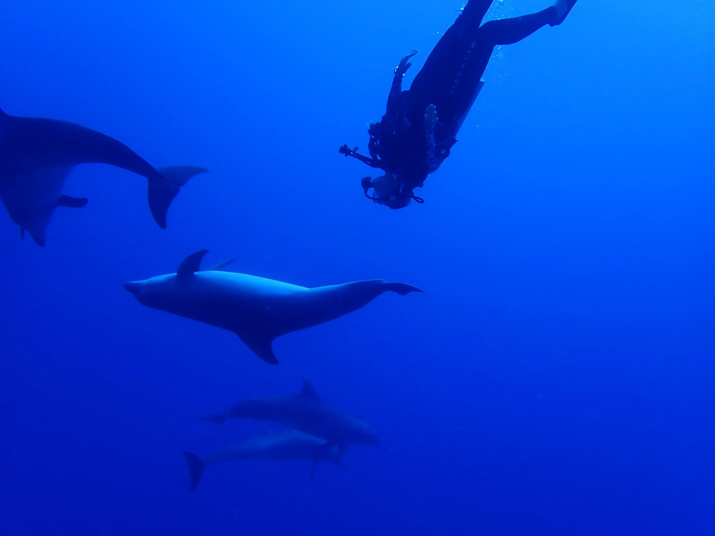 A scuba diver swimming underwater with dolphins in the ocean.