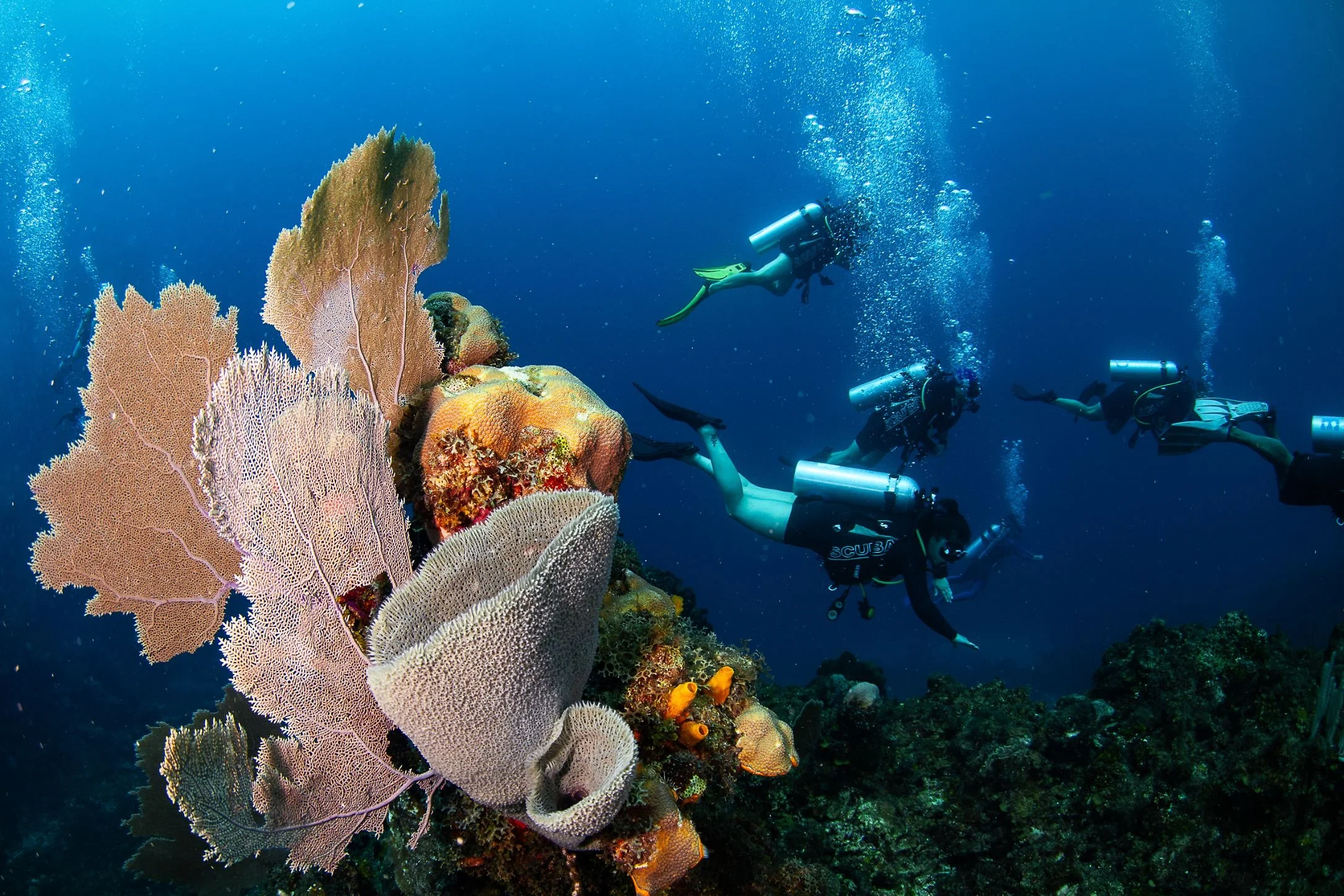 Group of scuba divers exploring a coral reef with large sea fans and colorful corals.