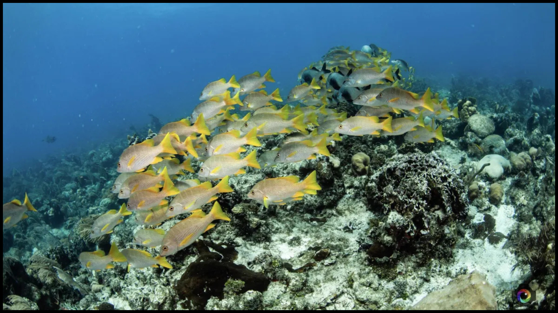 Dive into Roatan's crystal-clear waters and the world's second-largest coral reef system.