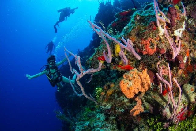 Underwater scene with scuba divers exploring a coral reef with colorful corals and fish.