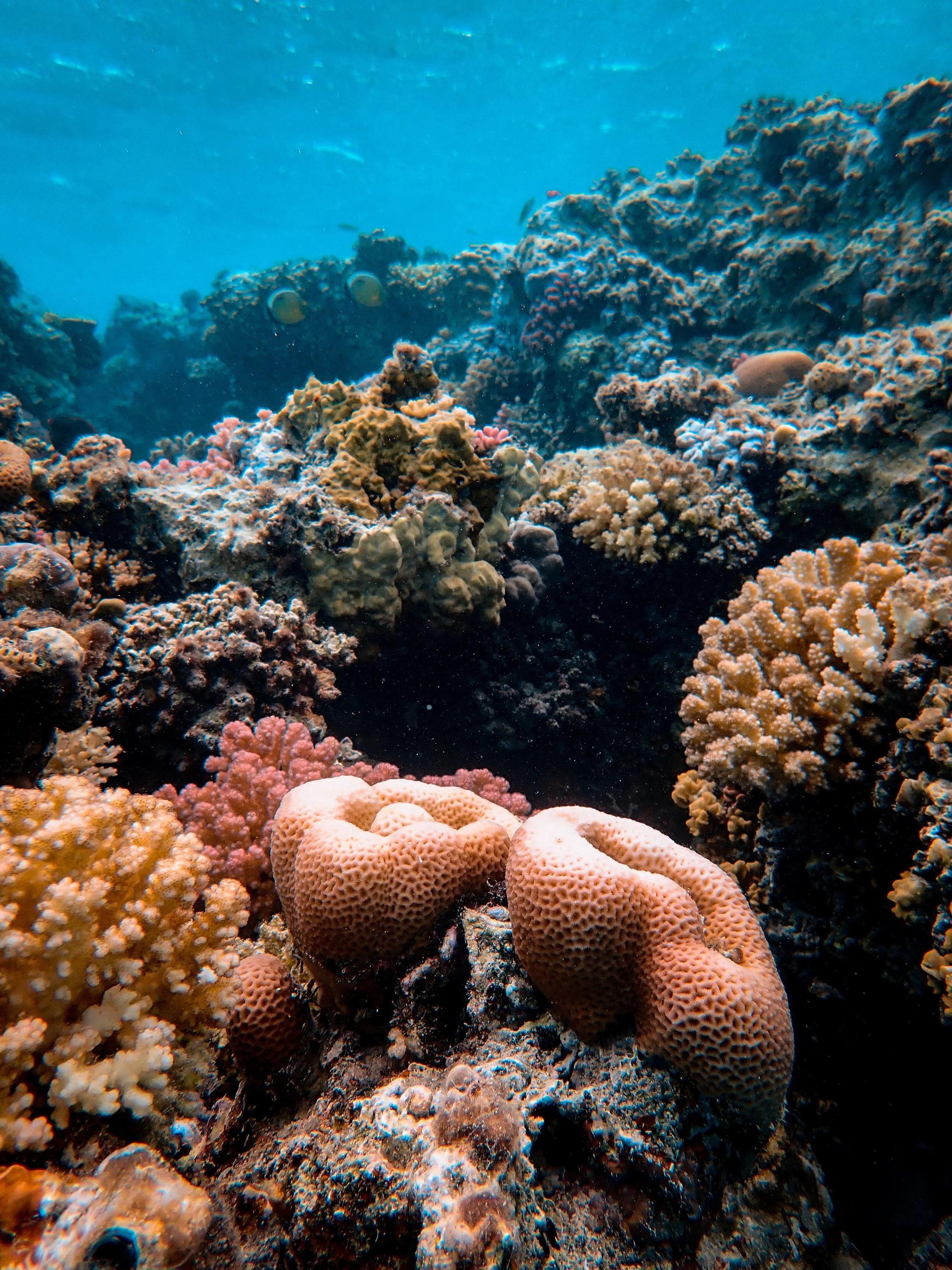 Visit to a nearby coral garden to experience coral conservation in action