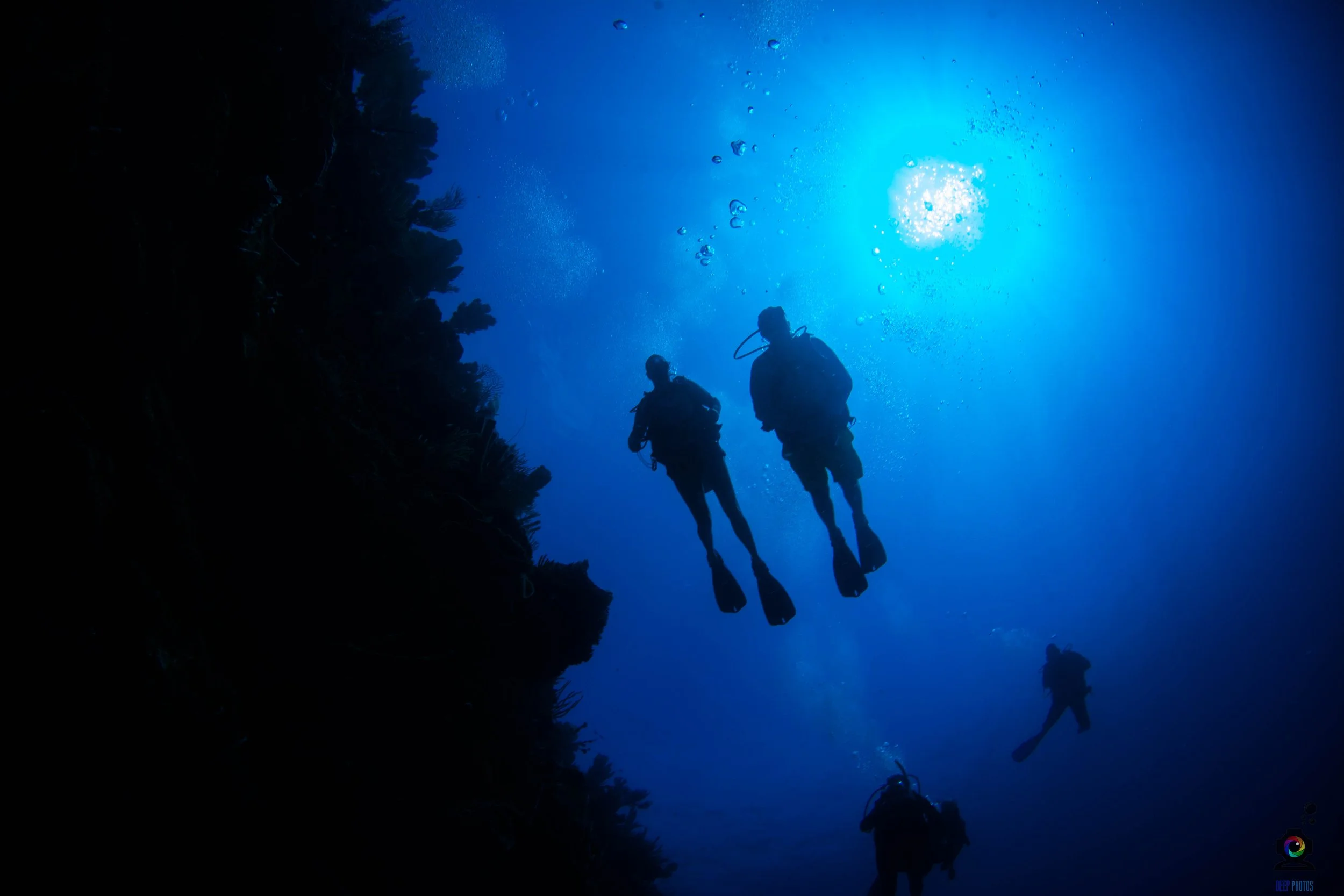 Dive in some of the most pristine and biodiverse waters on the planet