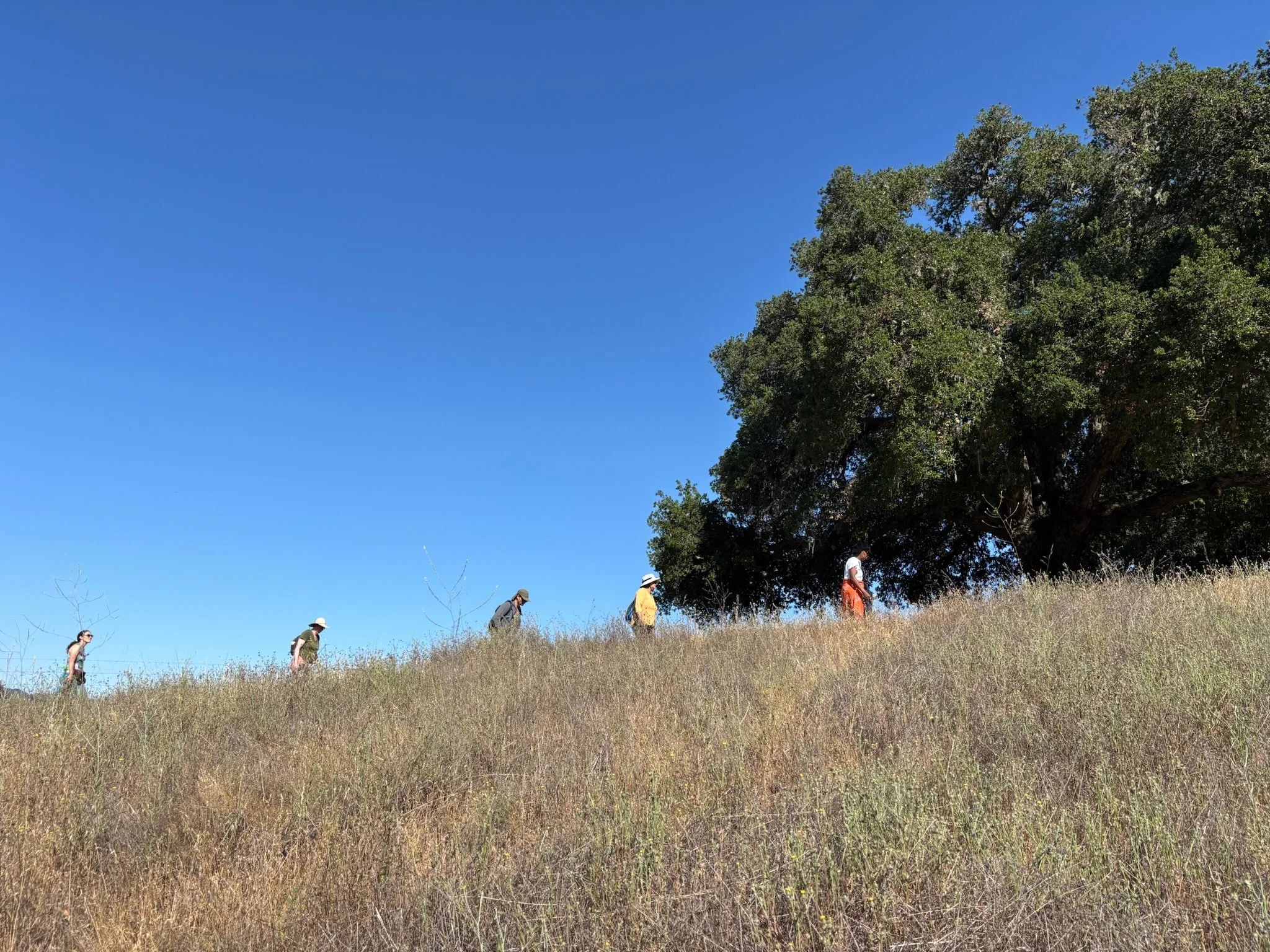 Five people walking up a grassy hill with a large tree on the right and a clear blue sky.