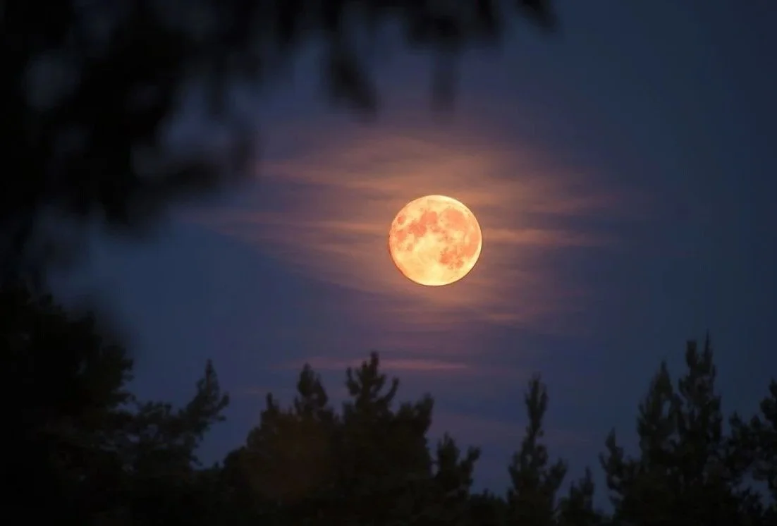 Full moon shining brightly in a dark night sky with some clouds, surrounded by the silhouette of trees.