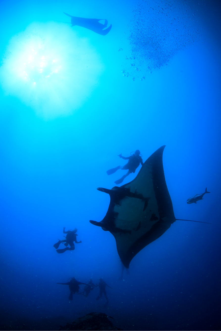 Snorkel with oceanic manta rays