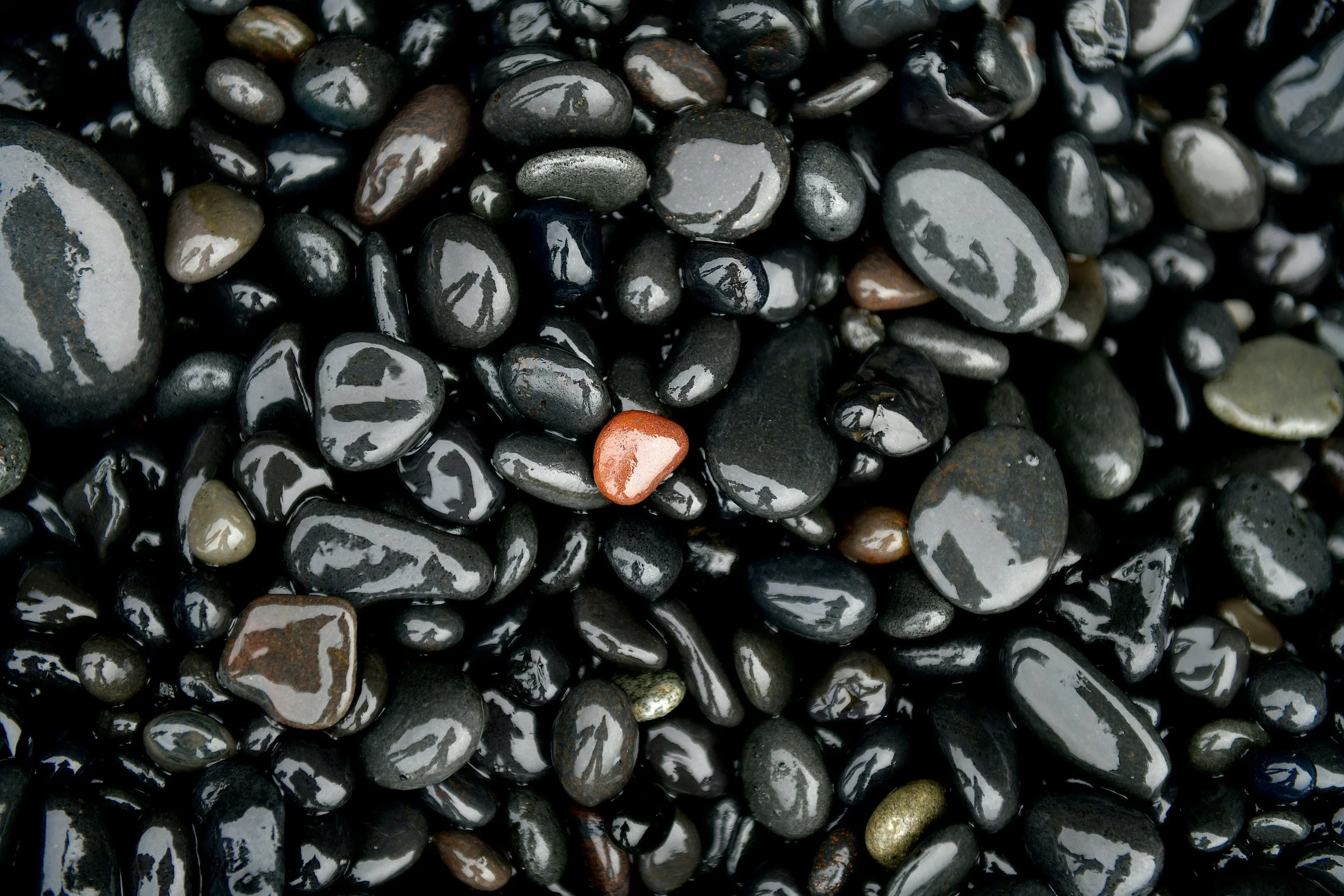A close-up view of wet, shiny black, gray, and some brown and reddish stones with a small, bright orange stone among them.